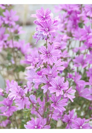 RAUSCH MALVEN 200ml – Bild 2