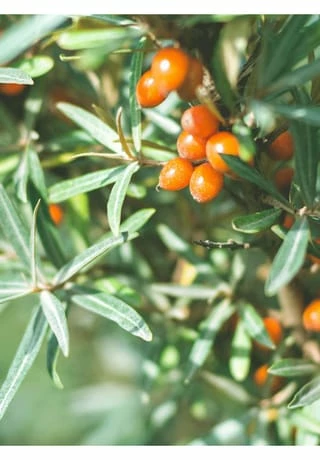 RAUSCH Hairspray Strong 150ml – Bild 2