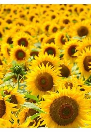 RAUSCH Hairspray Flexible Aerosol 75ml – Bild 2